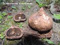 Scleroderma polyrhizum-amf1766
